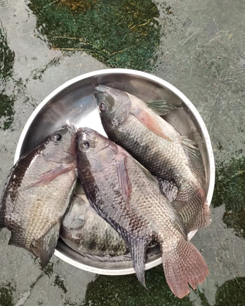 Ikan Nila Segar, foto 2 dari 2