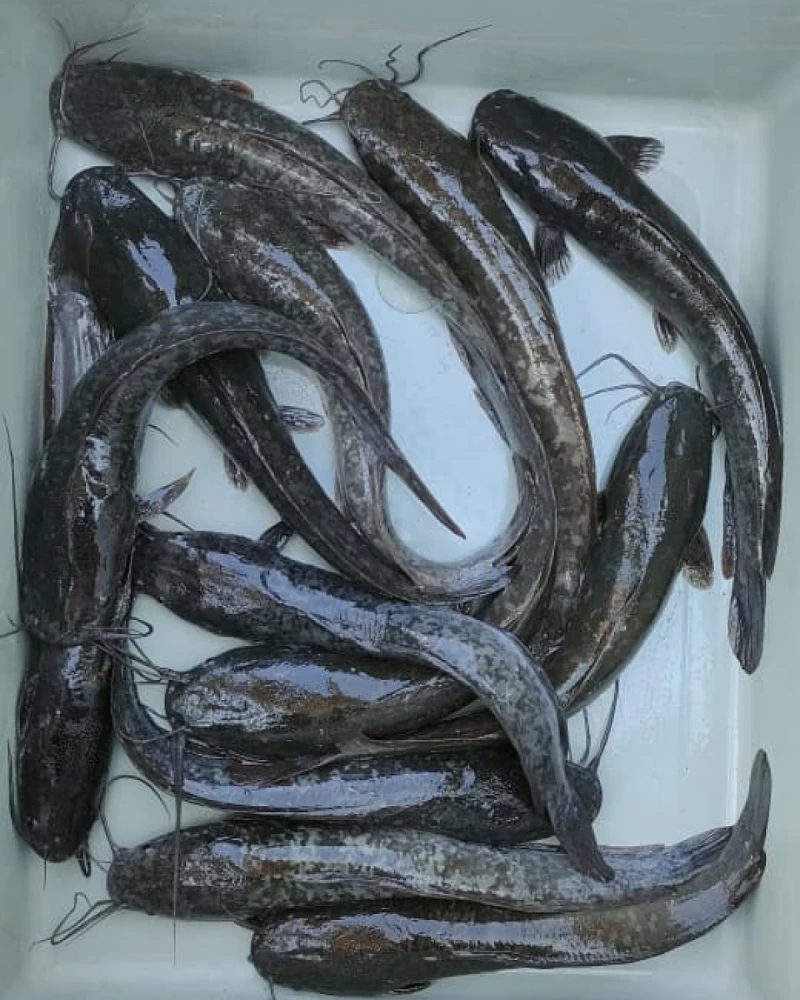 Ikan Lele segar, foto 2 dari 2