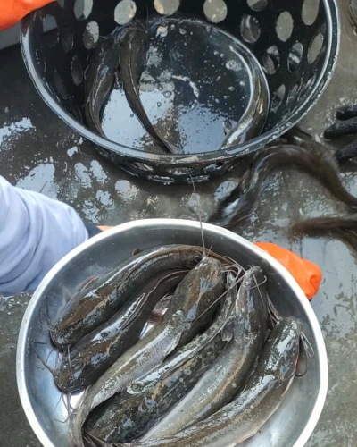 Ikan Lele segar