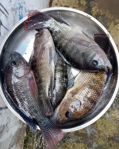 Ikan Nila Segar